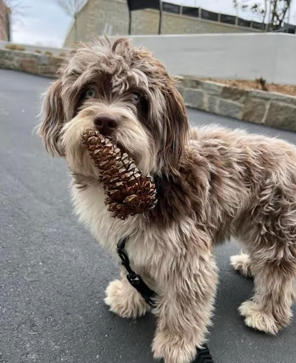 Previous puppy